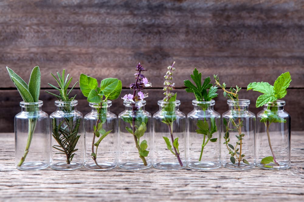 様々な植物と小瓶