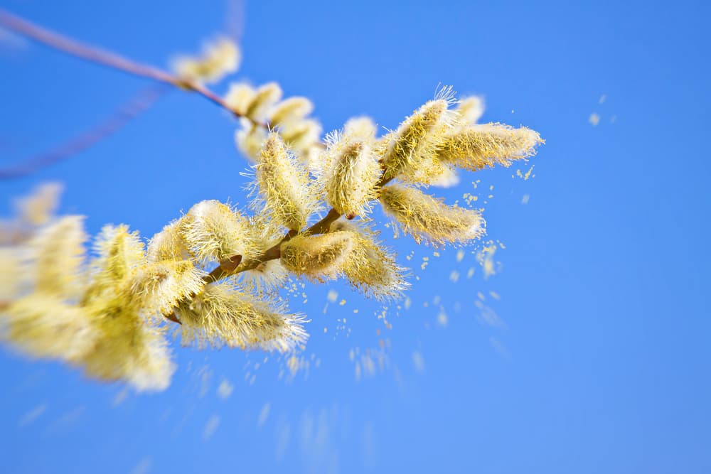 花粉が飛散している