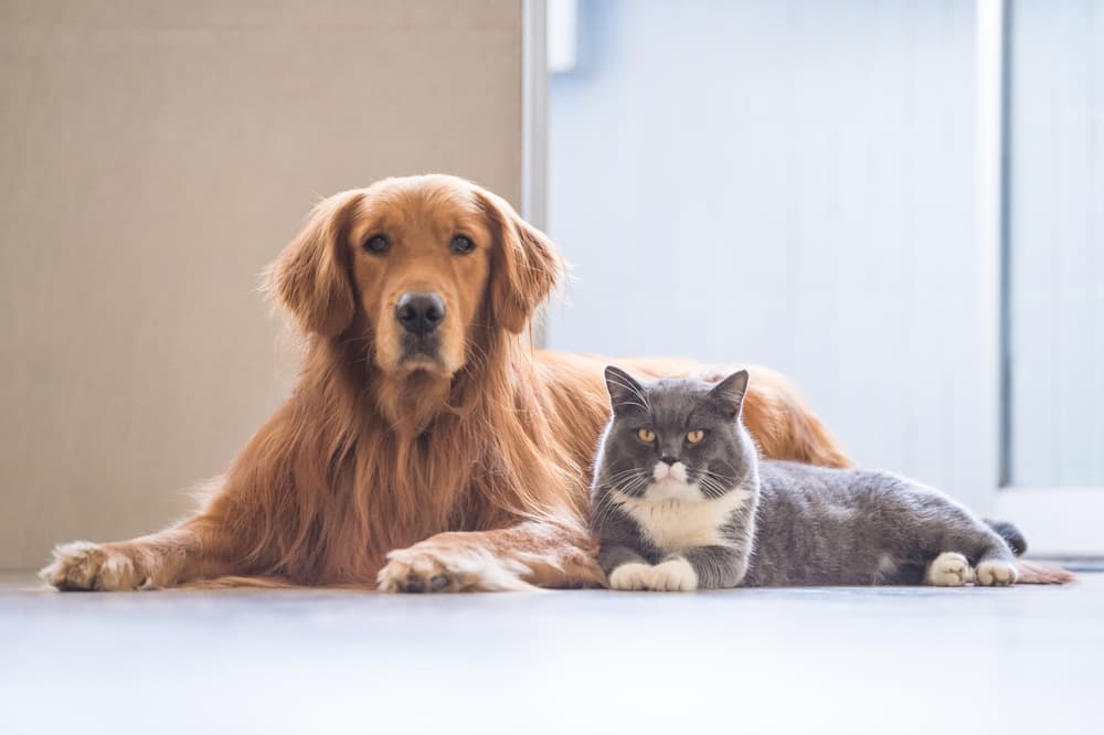 犬と猫がこちらを見ている