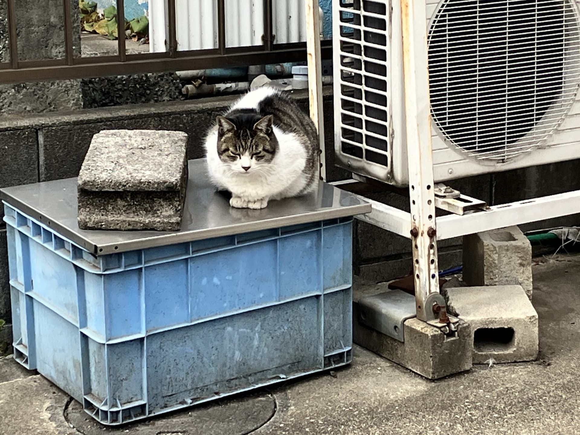 エアコンの室外機と猫